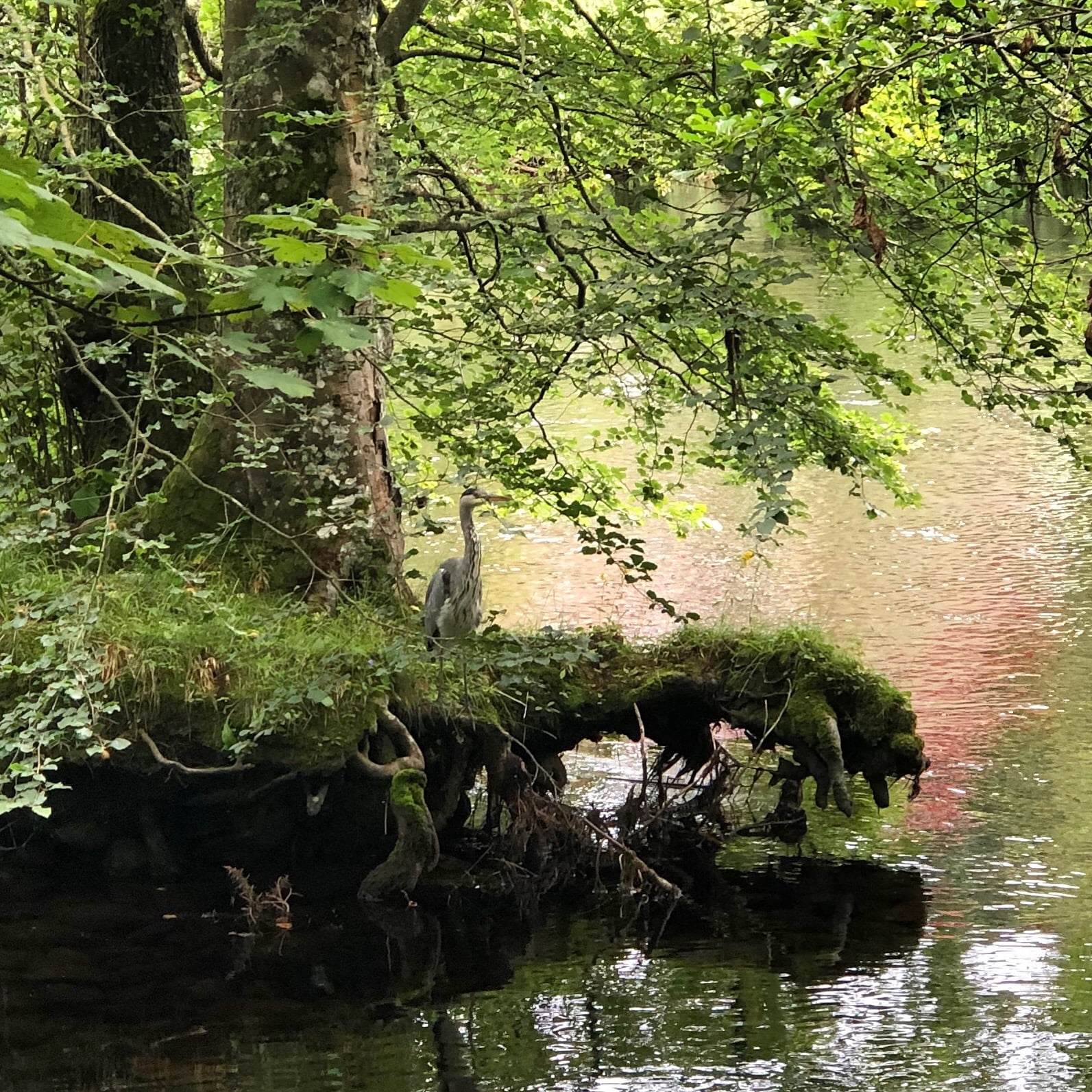 Heron sitting beside River Ness