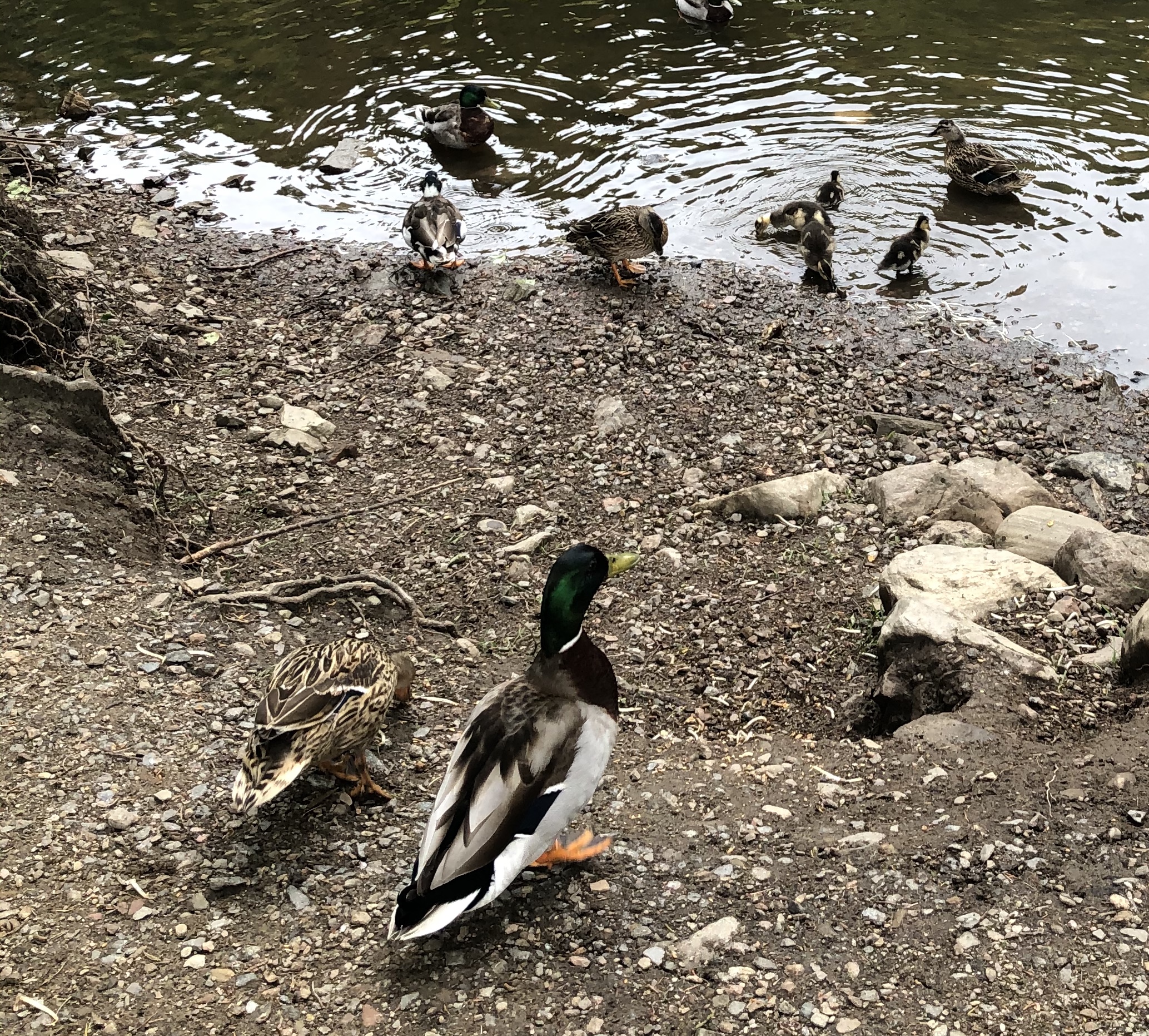 Ducks and Ducklings at pond 