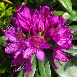 rhododendron purple 