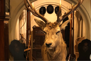 Large stuffed stag in the main hall of Dunrobin Castle