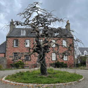 House Cromarty with willow tree,. Caths inverness tours Black Isle tour hidden gems experience