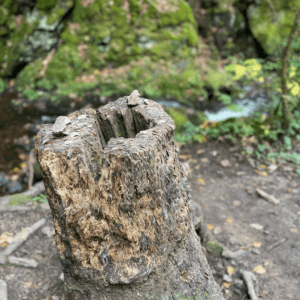 Tree studded with coins in Fairy Glen